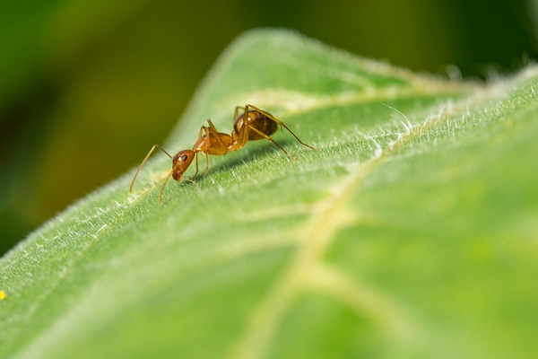 Natural ways to control ants