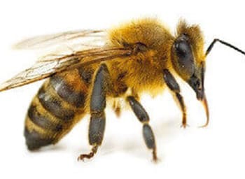 a close up of a bee