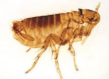 close-up of a flea