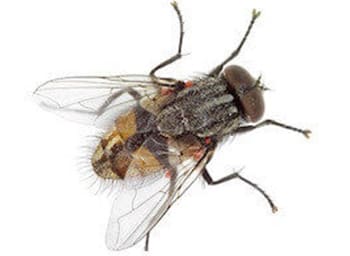 a close up of a fly