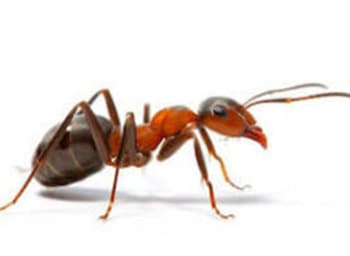 a close up of an ant