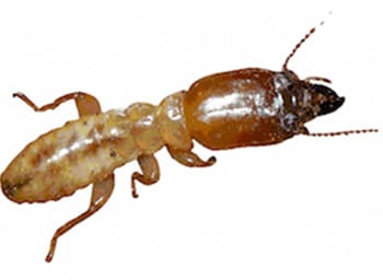 a close-up of a termite