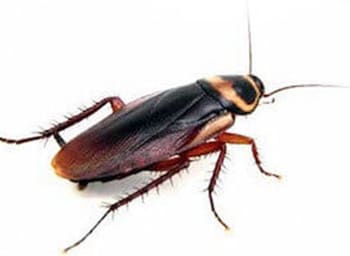 a close-up of a roach